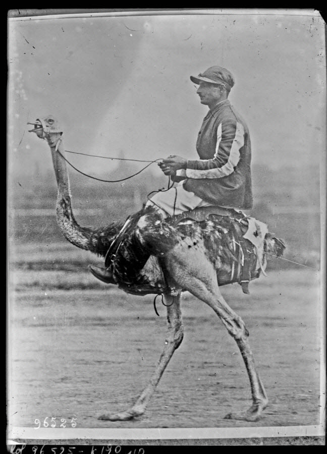 Ostrich race in Prague, 1924